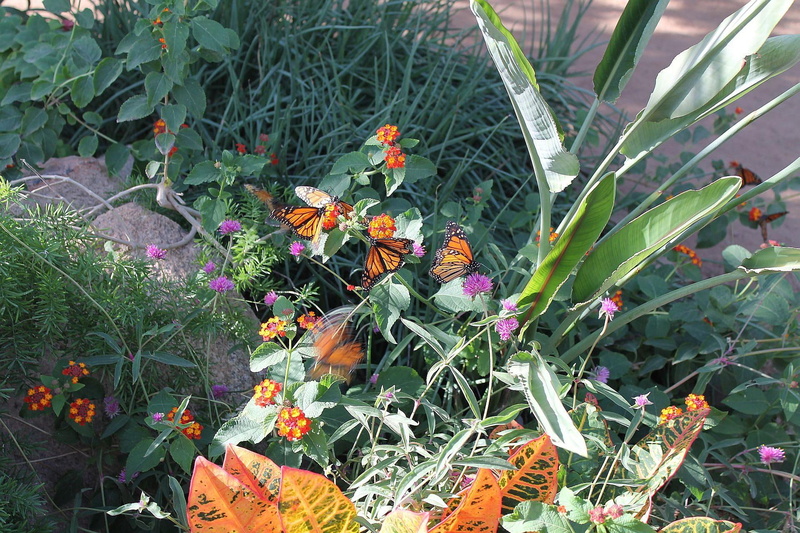 1080P, nature and landscapes, gardens, butterflies, monarch, flowers, foliage, amp, monarchs