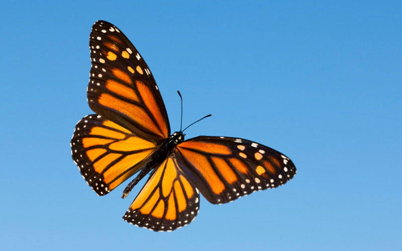 Butterfly, Monarch Butterfly, Animal, 1080P