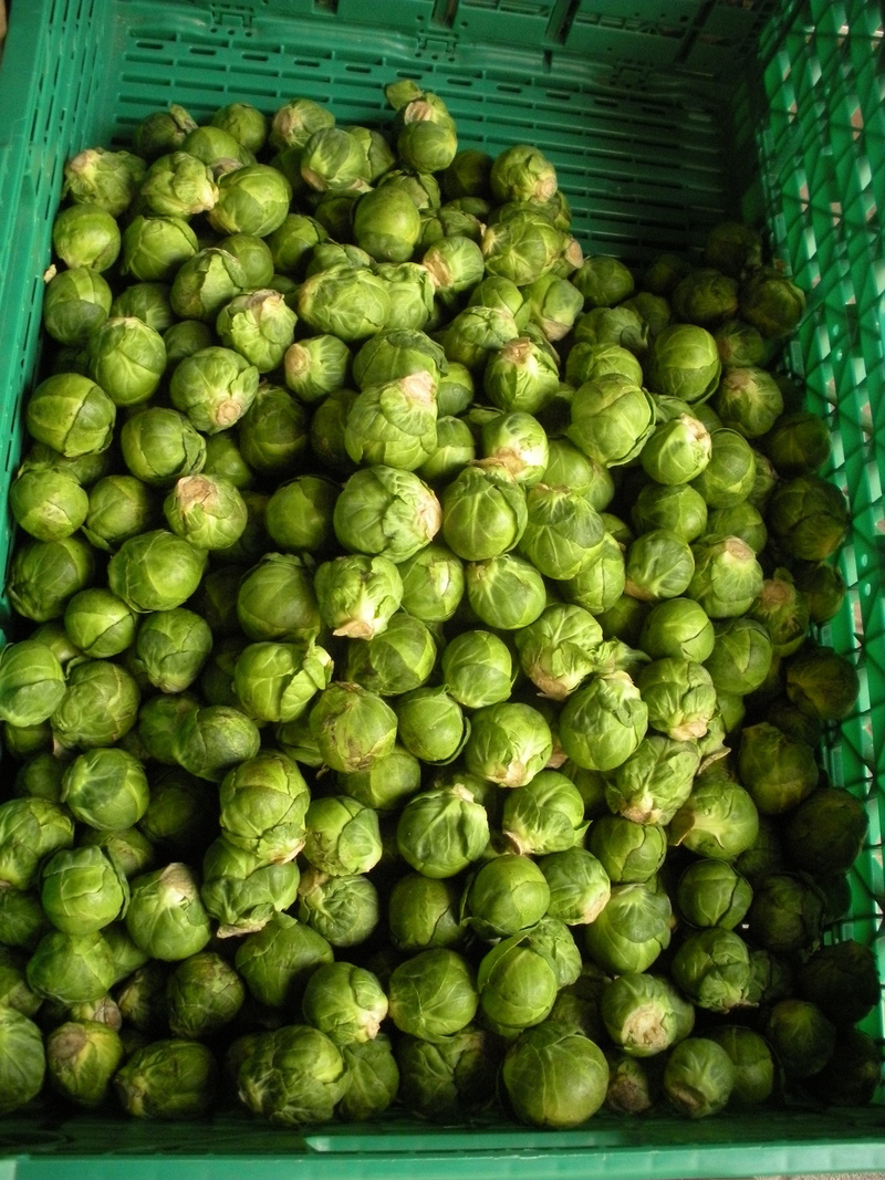food, Fresh, day, vegetable, green, still life, cook, market, brussels sprout, close-up, Greengrocer, no people, large group of objects, indoors, for sale