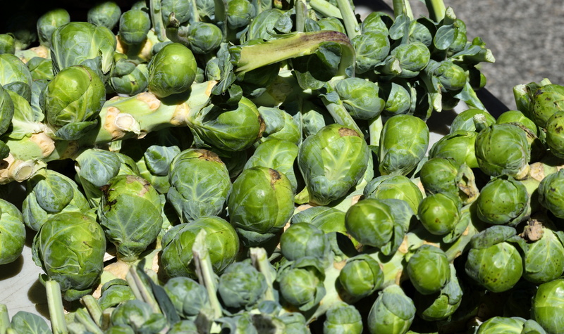 full frame, ingredient, organic, for sale, agriculture, brussels sprout, still life, healthy Eating, no people, vegetarian, cabbage, vegetable, healthy
