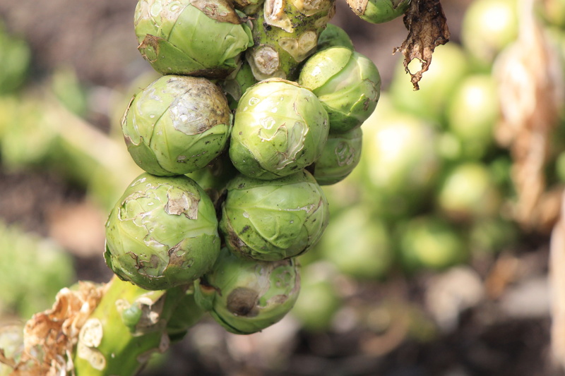 vegetable patch, healthy, vegan, raw food, beauty in nature, growing, day, outdoors, vegetables, vegetable, wellbeing, no people, brussels sprouts, focus on foreground