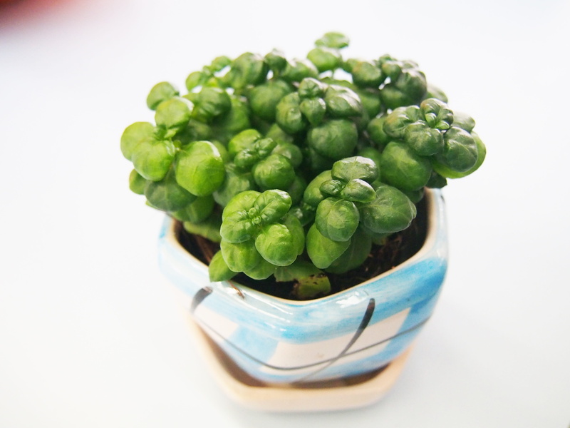 brussels sprout, still life, growth, food and drink, indoors, 4K, cut out, crockery, green, no people, Plant, focus on foreground, green color, wellbeing