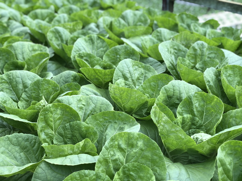 healthy, leaf, farming, wellbeing, green color, brussels sprout, malaysia, produce, no people, freshness, plant part, healthy eating, outdoors, spinach