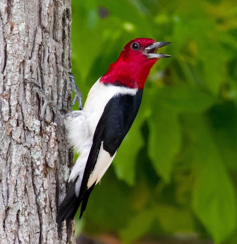 nature, red-headed, bird, perching, beak, outdoors, vertebrate, tree trunk, close-up, 1080P, wildlife, head, focus on foreground, pecker, bird Watching