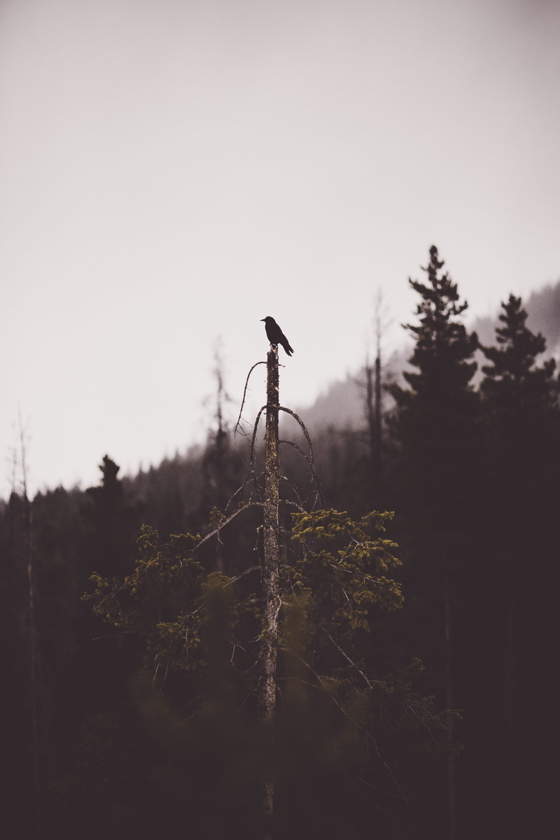vertebrate, 5K, land, black, low angle view, perching, day, animal themes, scenics - nature, nature, sky, tranquility, no people, tranquil scene, top