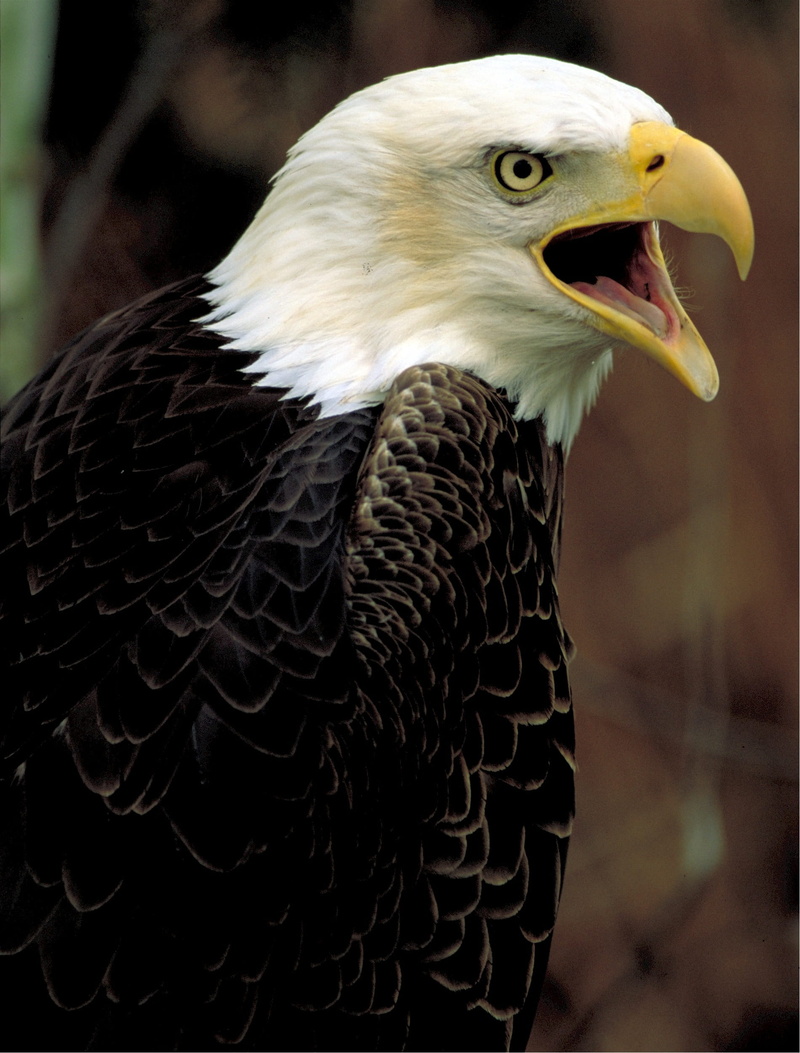 nature, animal mouth, looking, bald, animal body part, animal wildlife, close-up, mouth open, vertebrate, falcon - bird, animal, bird, one animal, focus on foreground