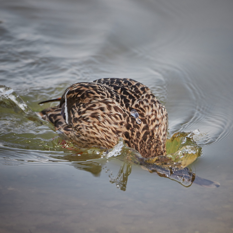 mallard duck, komjatice, 1502, drinking, nature, poultry, water, high angle view, summer, animal wildlife, under water, one animal, female animal, 2K