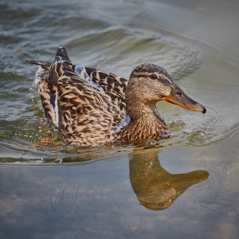 vertebrate, animal, waterfront, poultry, swimming, 1502, floating on water, beak, nature, mallard duck, animal themes, slovakia, blue, duck
