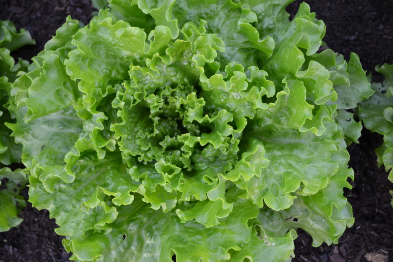 4K, batavia, nature, plants, vegetable, plant part, leaf, wellbeing, green leaves, freshness, vegetable garden, plant, food and drink, leaf vegetable