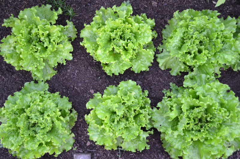 close-up, nature, plants, plant, harvest, no people, freshness, directly above, vegetable garden, leaf, green color, lettuce, wellbeing, full frame, kale