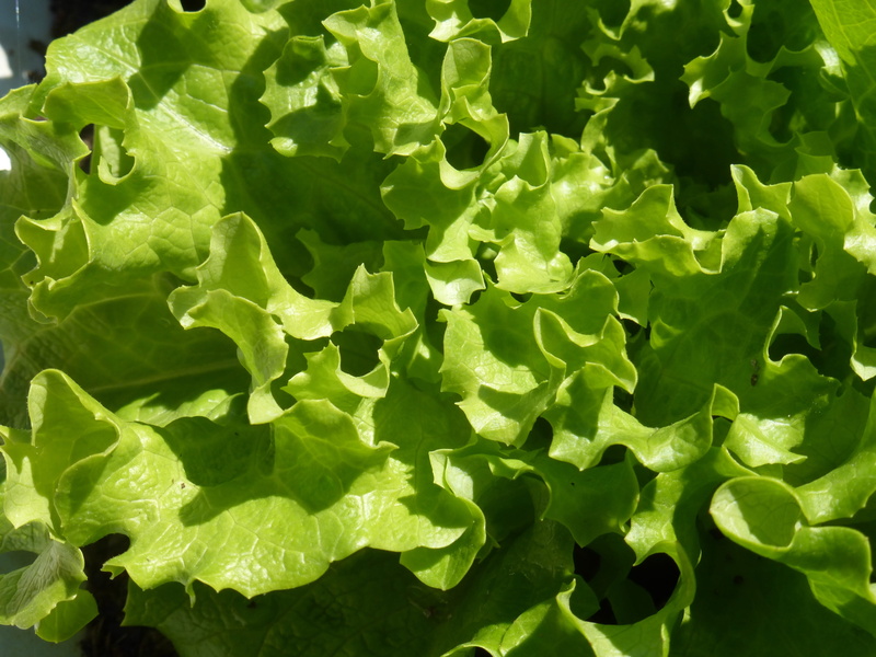plant, no people, batavia, plants, leaves, green color, beauty in nature, growth, vegetable, sunlight, healthy eating, green leaves, lettuce, market gardener