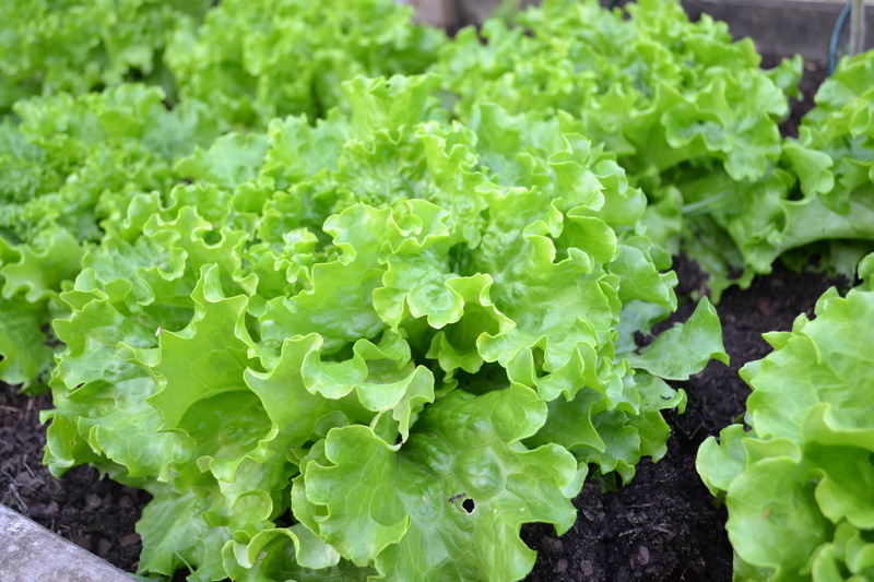green salad, raw food, vegetable, plant part, leaf, leaf vegetable, outdoors, day, plants, close-up, green, 4K, freshness, garden, nature, gardening, vegetable garden
