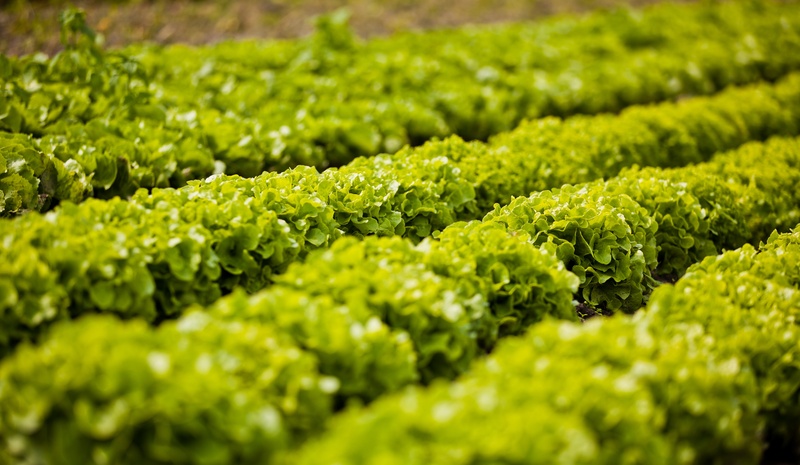growth, plant, food and drink, wellbeing, beauty in nature, backgrounds, close-up, nature, abundance, salad, no people, lush foliage, food, field, batavia