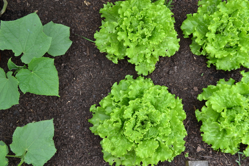 leaf, cucumber, plant part, directly above, plants, raw food, wellbeing, organic, vegetarian food, no people, green salad, lettuce, nature, close-up, food and drink