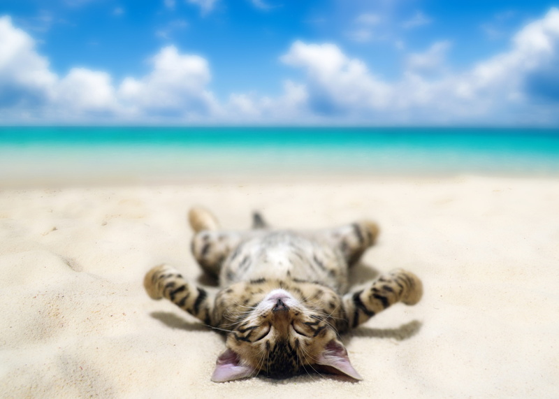 lying, funny, sunbathing, 4K, black, bokeh, sand, humor, beach, kitten, Cat, sky, Sea, gray, clouds
