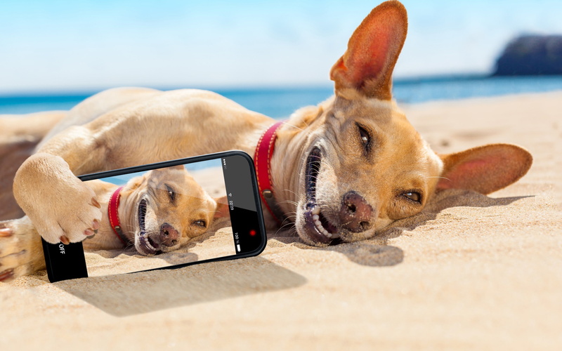 Chihuahua lying on the sand, puppy, sun, sand, tan, sea, beach, smile, sunbathing, picture, humor, chihuahua, android, coated, lying, black, smart, smartphone