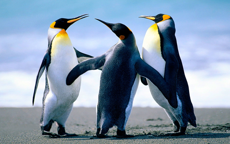 penguin, animal wildlife, vertebrate, sea, penguins, bird, day, sandy, 4K, full length, group of animals, animal themes, desktop, animal family