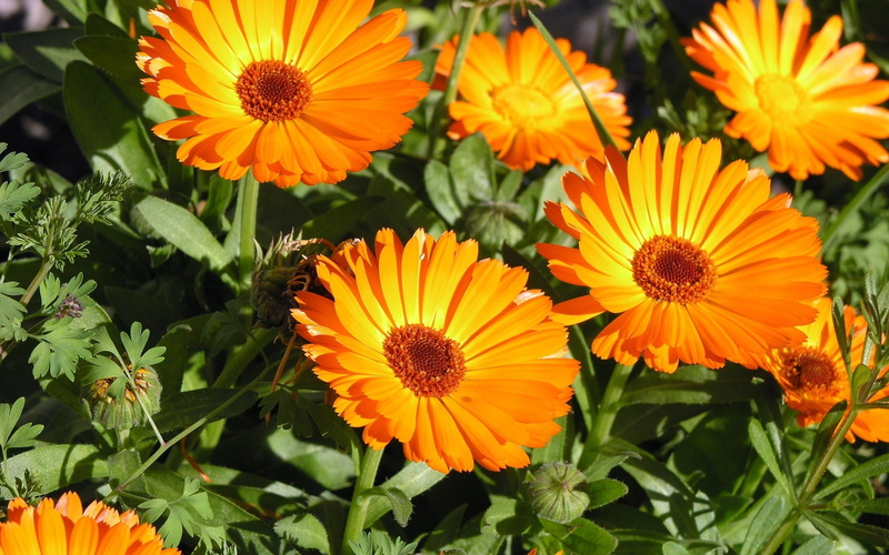 flower, sunflowers, sunbathing, 2K, orange