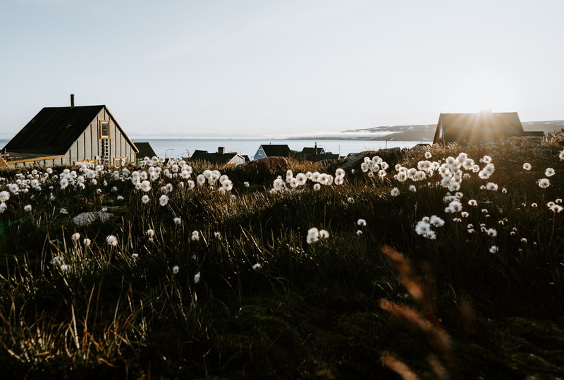 scoresbysund, house, village, wood - Material, flower, summer, 4K, landscape, arctic, bed, dwelling, outdoors, abode, sky, uSA, beach, settlement, sea