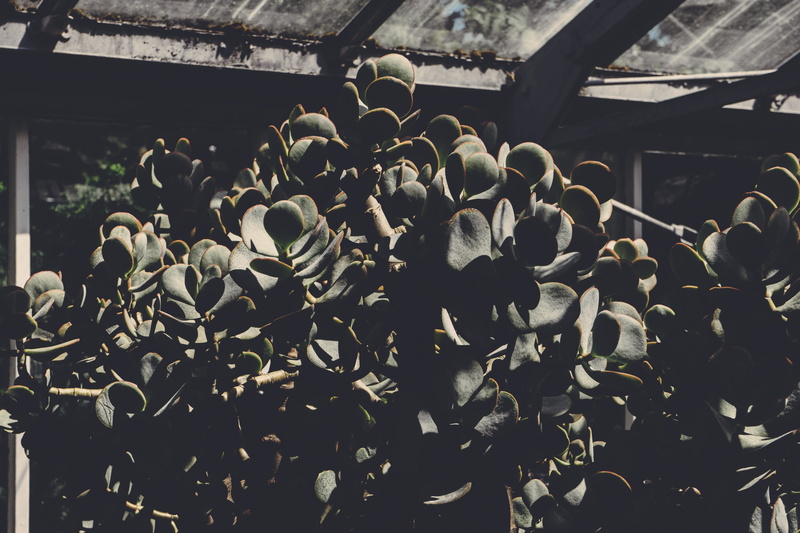 outdoors, nature, succulent, the past, built structure, building exterior, canada, building, green, day, plant, close-up, tree, beauty in nature, green house