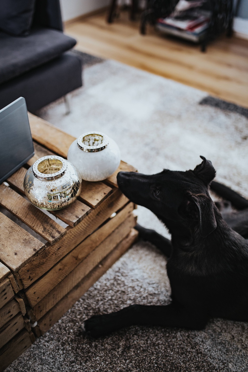 table, designer, house, domestic, home interior, living, interior, domestic cat, focus on foreground, one animal, home, couch, feline, purple, design, room