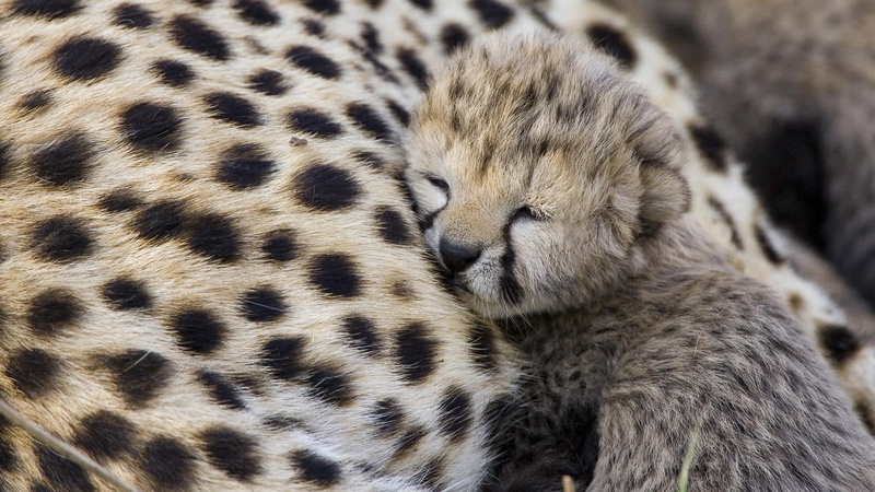 1080P, baby, mummy, cats, animals, cheetah, leopard