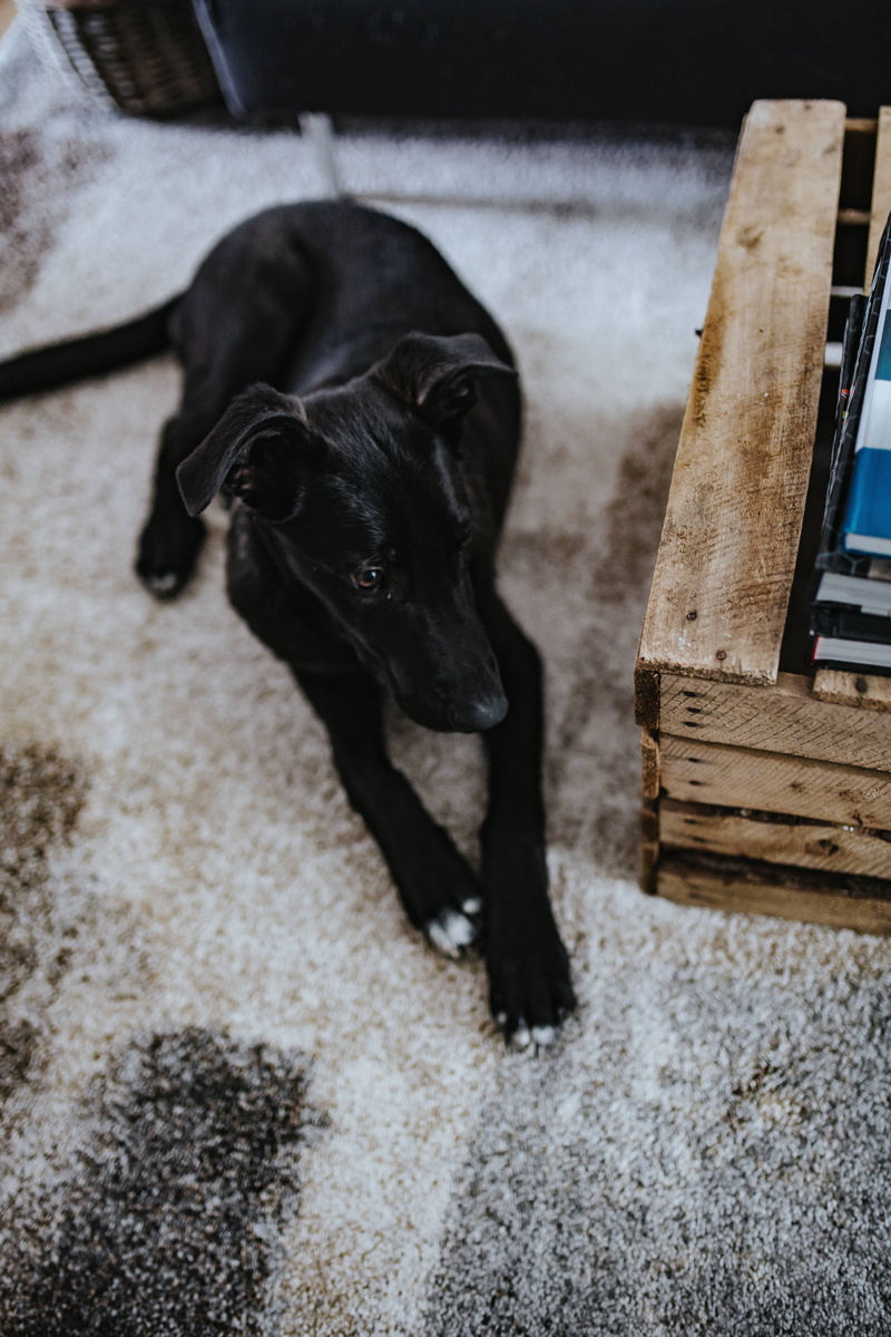 high angle view, canine, domestic, interior, day, grey, home interior, one animal, no people, purple, living room, carpet, mixed-Breed Dog, full length