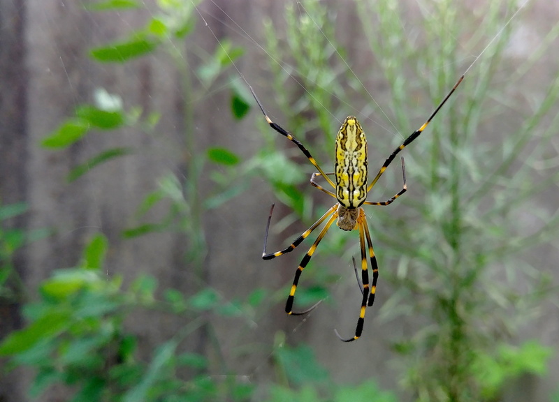 invertebrate, 2K, outdoors, nature, trap, cobwebs, animal body part, insects, spider web, arthropod, animals in the wild, sejong city, korea, animal wildlife