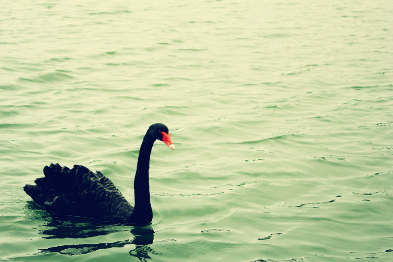 lake, serenity, swimming, no people, rippled, waterfront, temperament, animal, water, water bird, swan, day, 5K, bird, vertebrate, green water, black swan