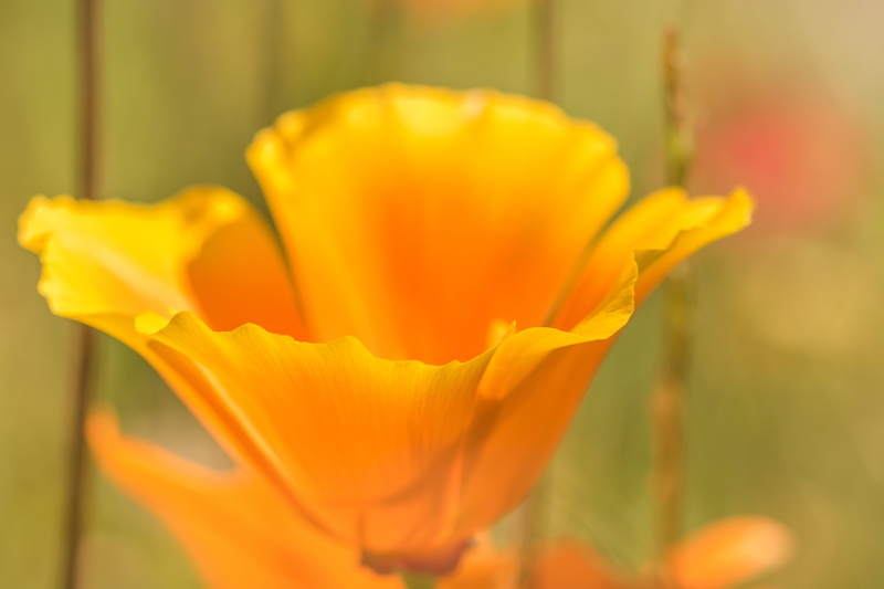 orange, pavot, summer, la, de, fleur, Nature, flower, DOF, springtime, photo, vous, 5K, naissance, yellow, beauty In Nature, california, close, faire
