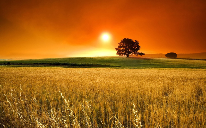 season, gallery, nature, trees, 2K, fields, sunset, wheat, autumn, landscapes, picture