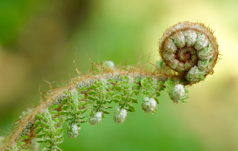 outdoors, inspiration, green, beauty in nature, close-up, fern plant, flower, bright, texture, plant part, leaves, growth, wild plant, focus, plant, nature
