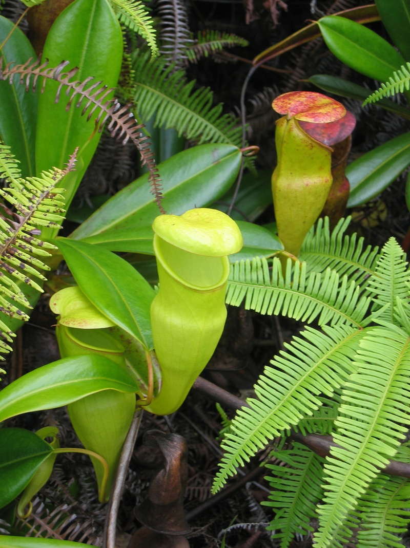 no people, seychelles, close-up, beauty in nature, food and drink, flower, day, food, growth, plant part, palm leaf, healthy eating, flora, leaf, pitcher plant