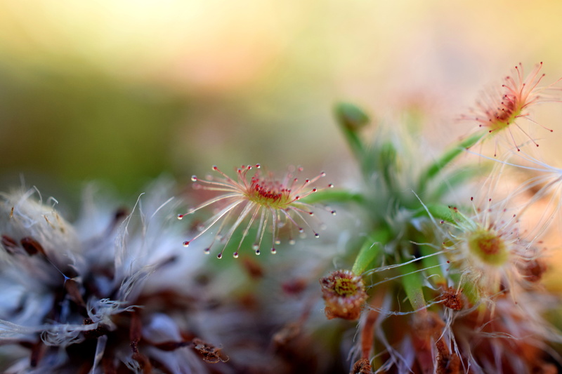 nature, macro, Drosera, white, summer, plant, Sundew, petaled, photography, Carnivorous  Plants, in a Dream, flowers, flower, outdoors, 5K, red, macro photography