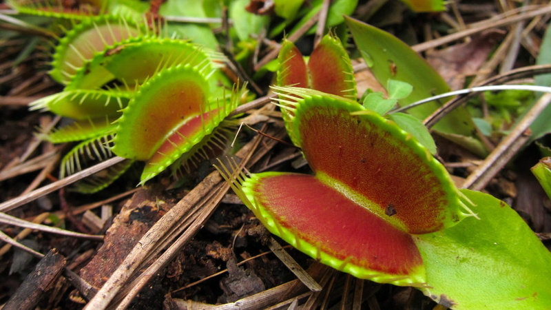 selective focus, plant, leaf, growth, day, close-up, fruit, healthy eating, Venus Fly Traps Endangered, nature, food and drink, Fly, land, botany, food