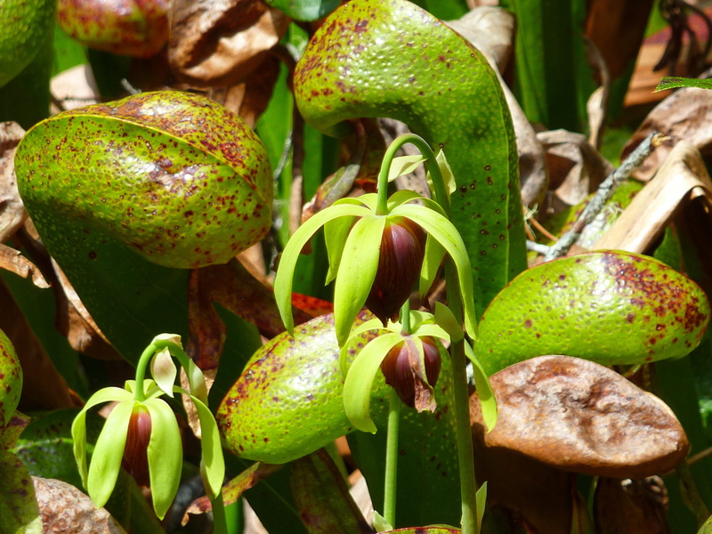 venus fly trap, oregon, flora, flowers, tourist attraction, green, nature, focus on foreground, trap, unblossom, exotic, macro, tree, pitcher plant, food