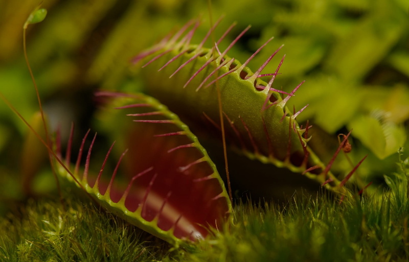 outdoors, animal, growth, animal themes, animal wildlife, plant part, focus, close-up, fly, animals in the wild, tranquility, shallow, trap, Flies, no people