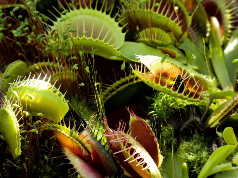 4K, fly trap, animals in the wild, leaf, plant part, animal themes, growth, venus fly trap, water, green color, animal, invertebrate, trap, death, selective focus