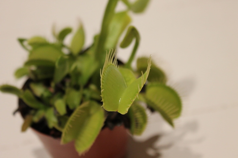 food, no people, wellbeing, houseplant, focus on foreground, 4K, plant part, leaf, Venus Fly Trap, growth, healthy eating, food and drink, fly eater, green