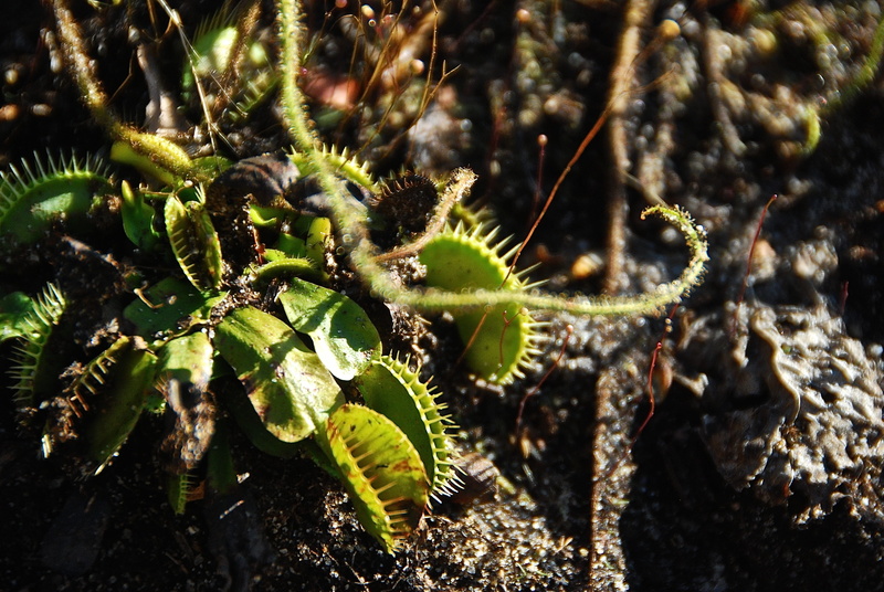 outdoors, field, insects, nature, venus fly trap, tranquility, focus on foreground, predator, botany, eating, growth, day, botanical, close-up, succulent plant