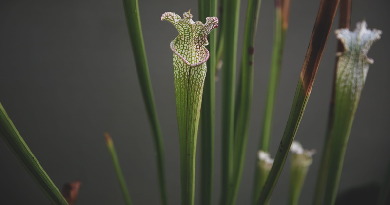 botany, anther, nature, animals in the wild, plant stem, araceae, blossom, flytrap, animal wildlife, plants, amaryllidaceae, beauty in nature, iris, animal themes