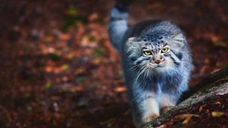Cats, Pallass Cat, 1080P, Cat