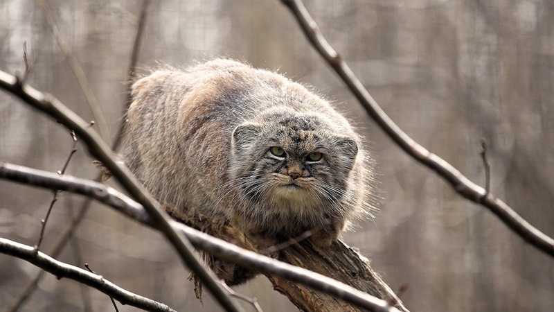 Pallass Cat, animals, 1080P, big cats