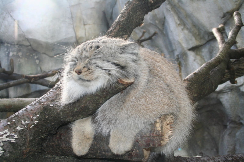 Pallass Cat, 720P, Cats