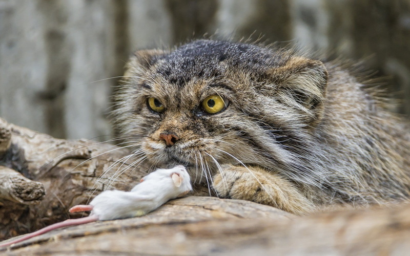 animals, 720P, Pallass Cat