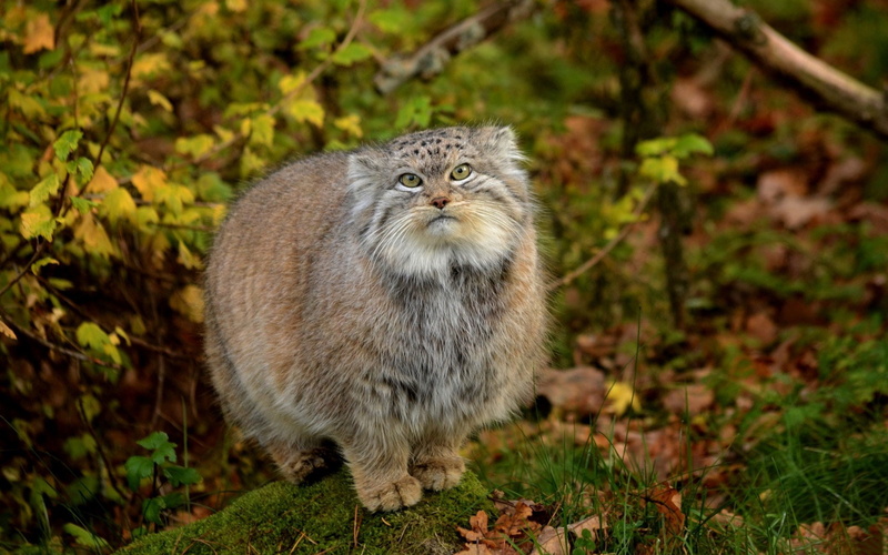 Cats, 1080P, Pallass Cat