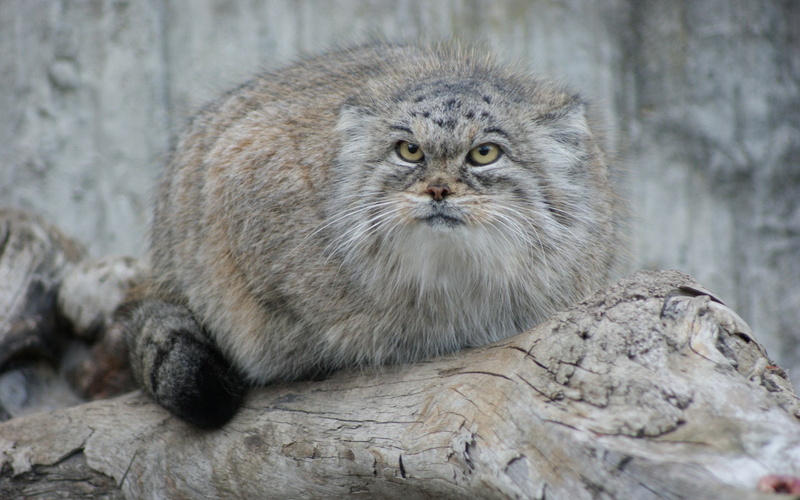 Pallass Cat, 1080P, Cats