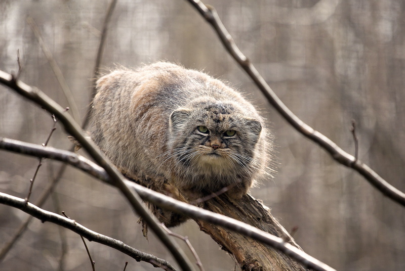 manul, on the tree, look, the Pallas cat, 2K