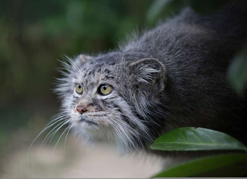 no people, pets, nature, mammal, outdoors, whisker, cat, yellow eyes, 1080P, domestic, domestic animals, animal head, animal eye, manul, vertebrate, day