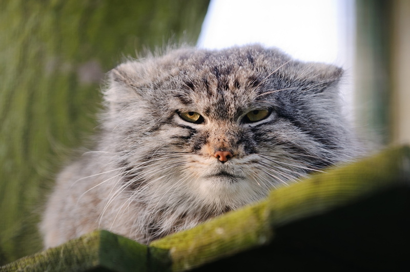 2K, manul, wild cat, the Pallas cat, face